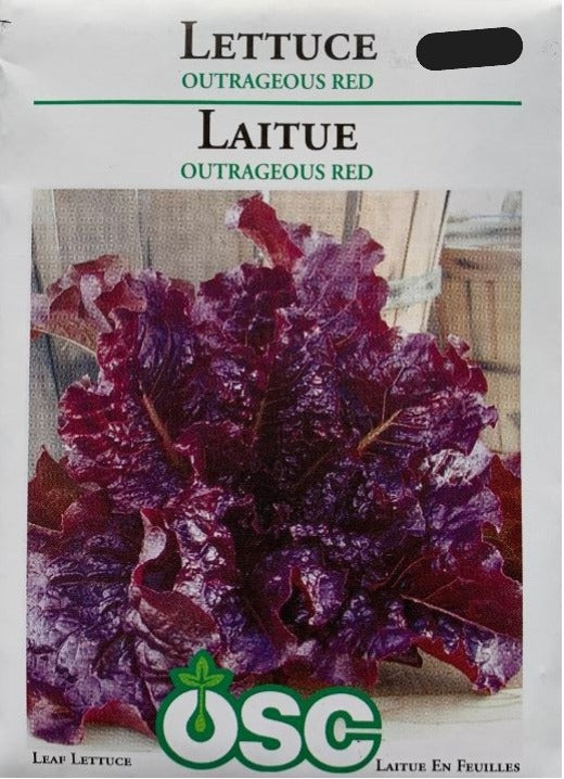 Seed- Leaf Lettuce Outrageous Red