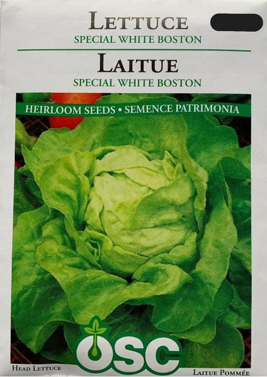 Seed- Head Lettuce White Boston