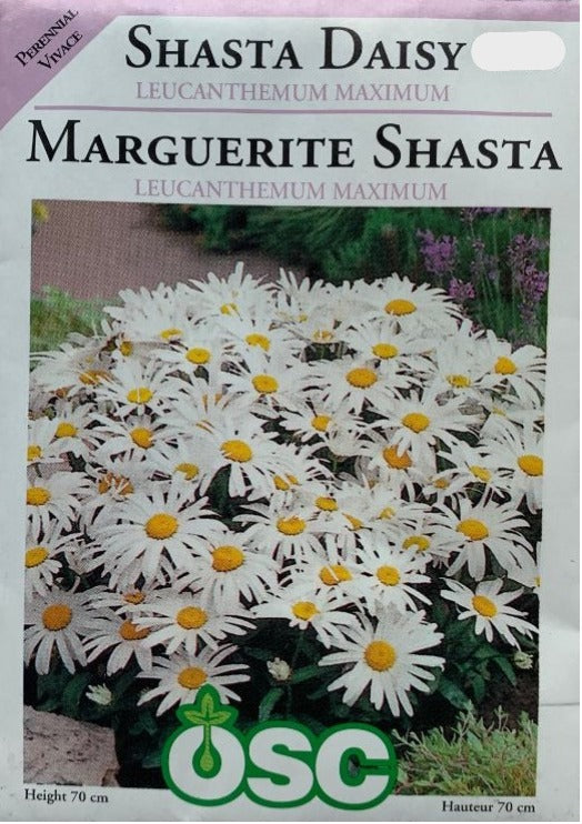 Seed - Shasta Daisy Leucanthemun Maximum