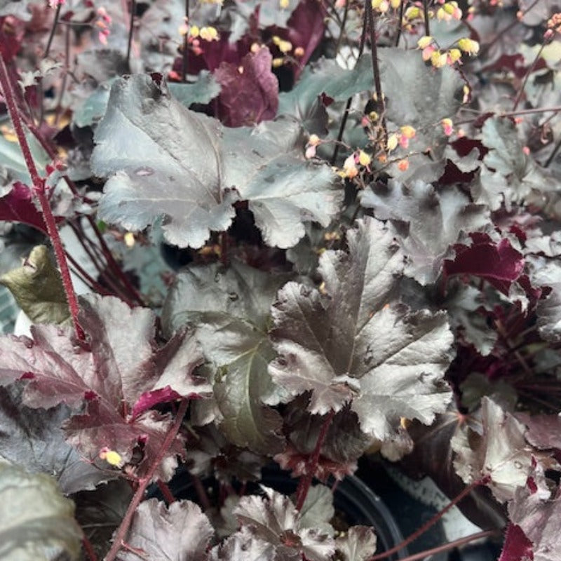 HEUCHERA PRIMO BLACK PEARL