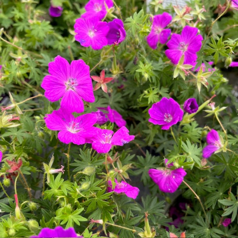 GERANIUM SANGUINEUM