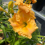 HEMEROCALLIS ORANGE SMOOTHIE