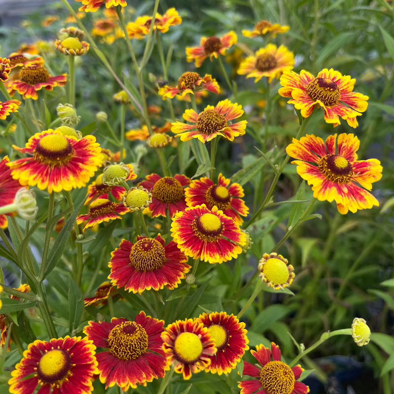 HELENIUM SALUD EMBERS