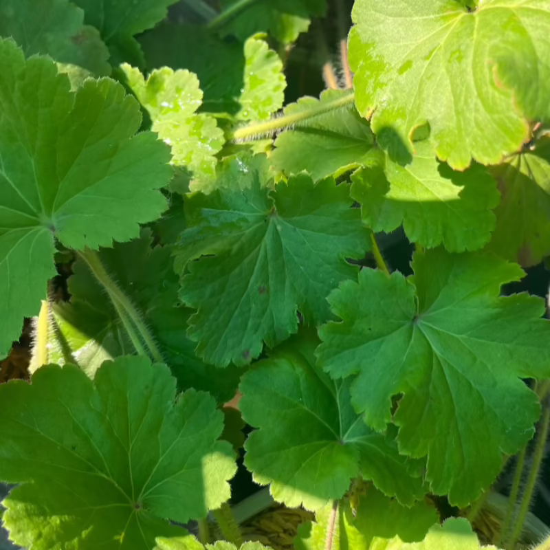 HEUCHERA RICHARDSONII