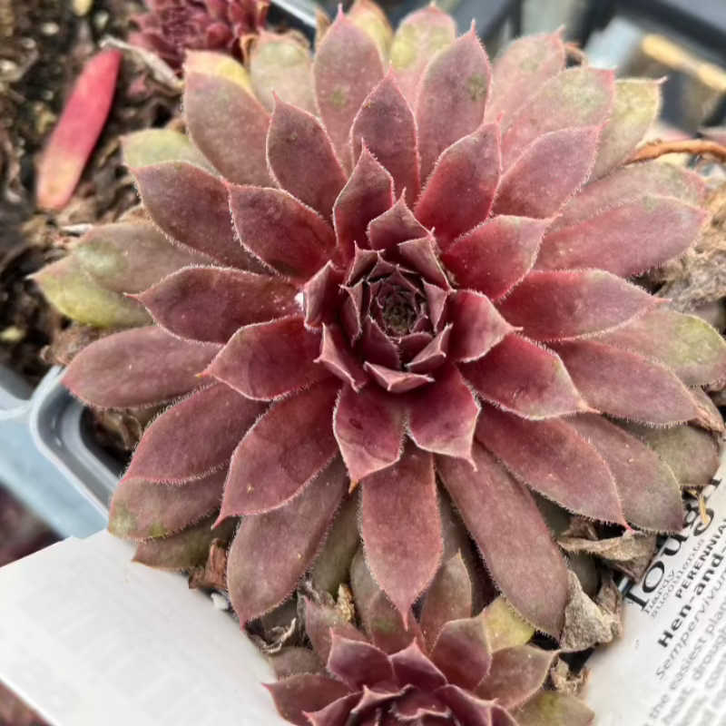 SEMPERVIVUM CENTENNIAL