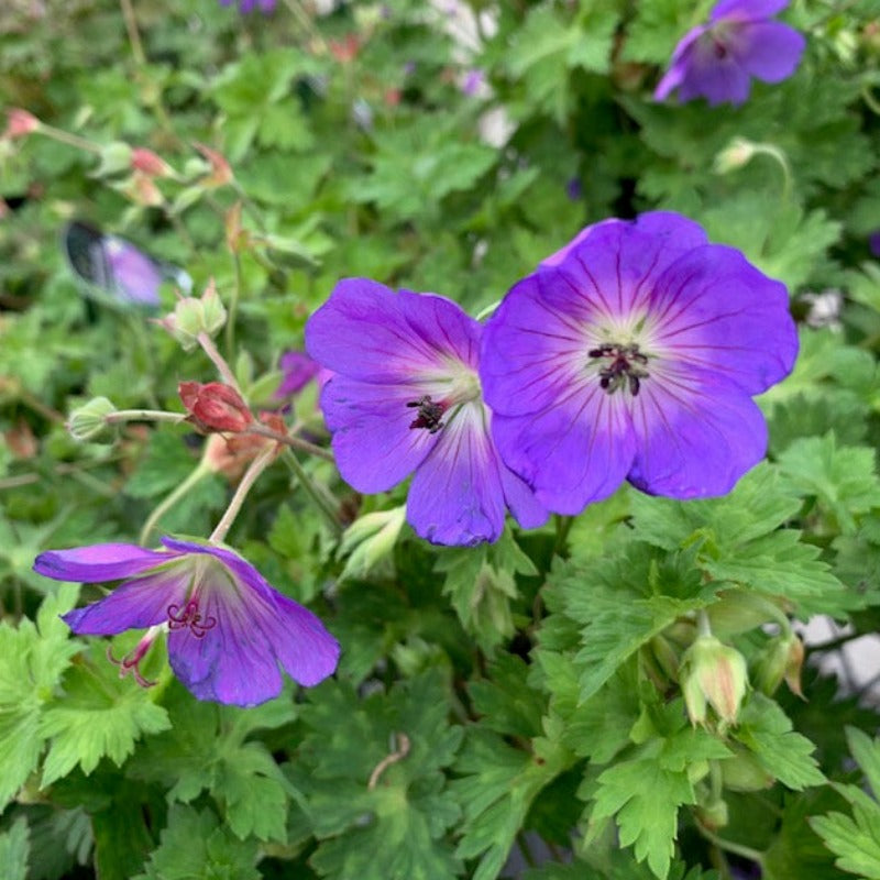 GERANIUM ROZANNE