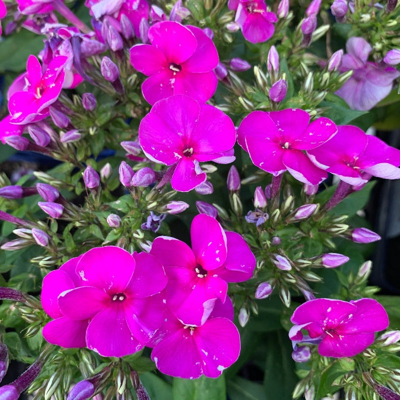 PHLOX KA POW PURPLE