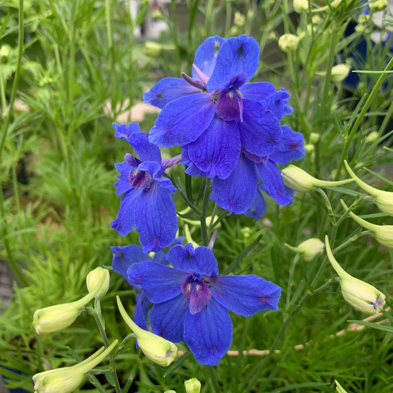 DELPHINIUM SUMMER NIGHTS