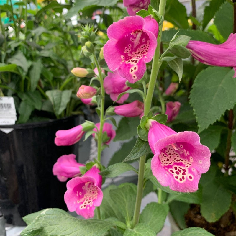 DIGITALIS CAMELOT ROSE