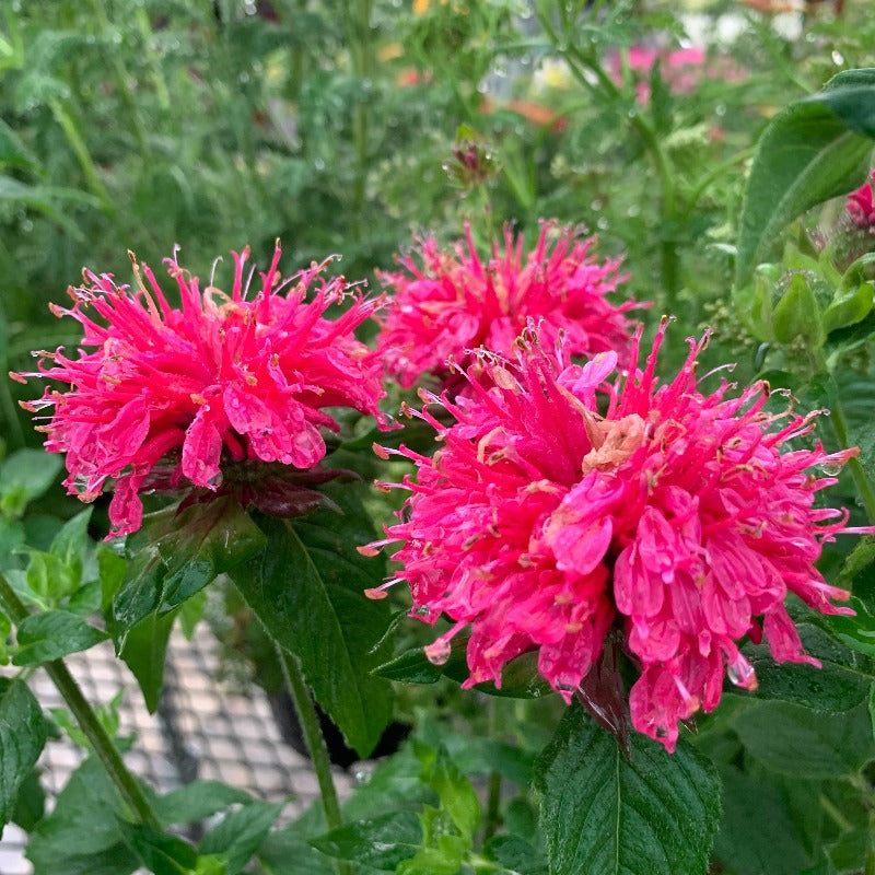 MONARDA PINK LACE