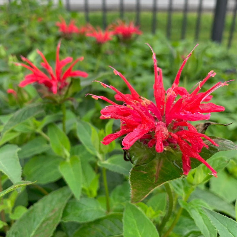 MONARDA RED VELVET UPSCALE SERIES