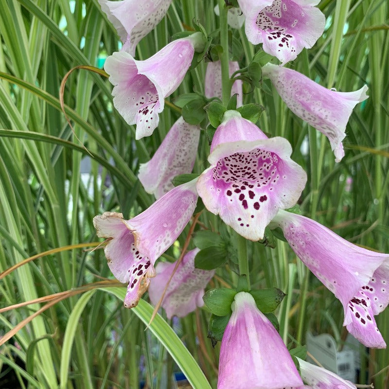 DIGITALIS CAMELOT LAVENDER