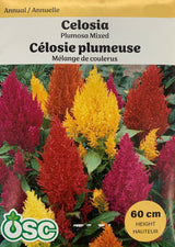 Seed- Celosia Plumosa Mixed