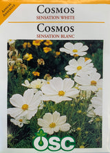 Seed- Cosmos Sensation White