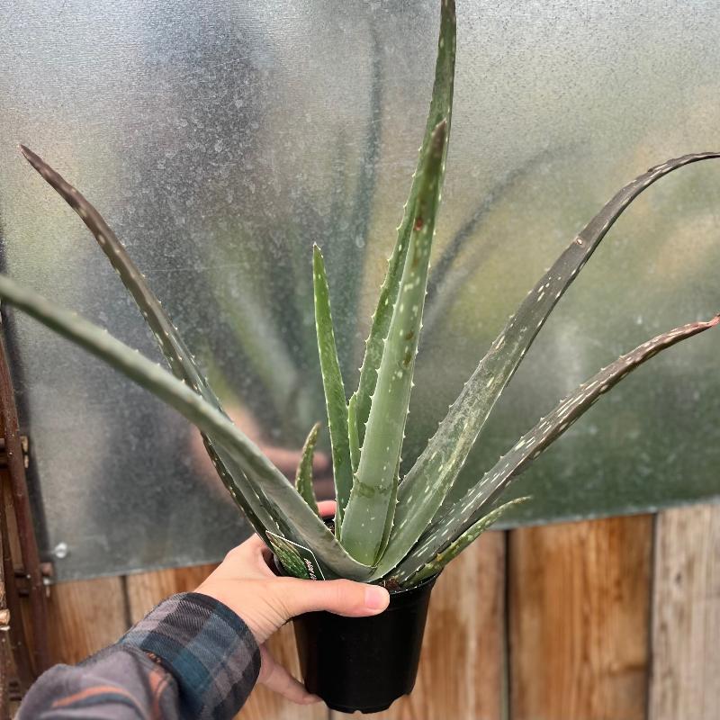 ALOE VERA