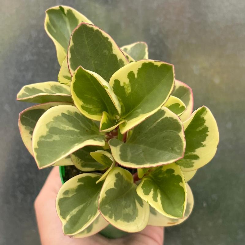 PEPEROMIA CITRUS