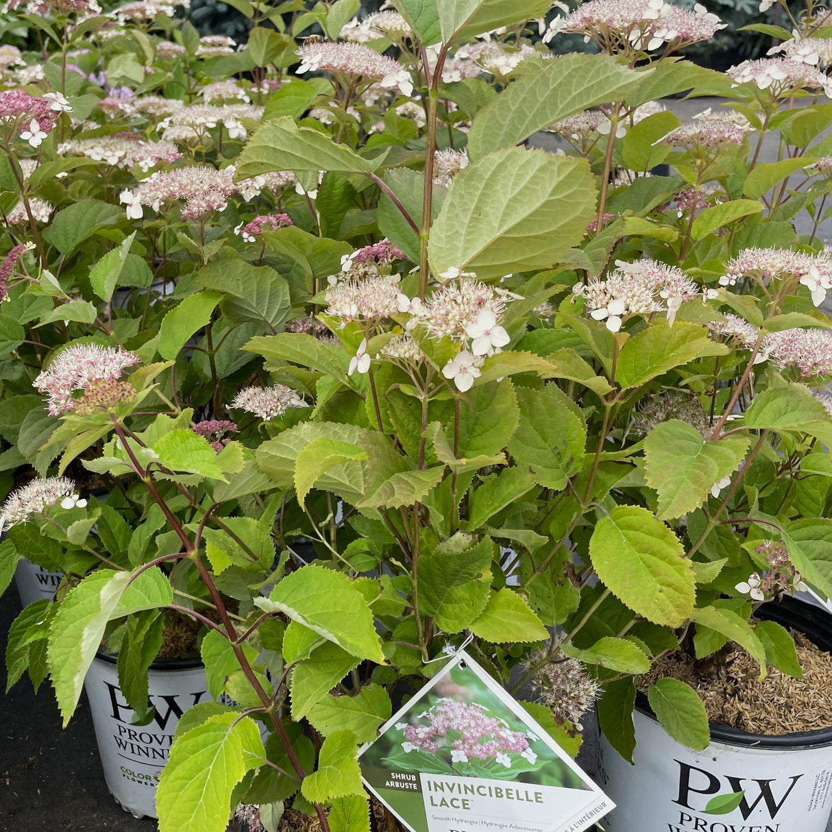 HYDRANGEA INVINCIBELLE LACE