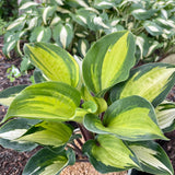 HOSTA ISLAND BREEZE