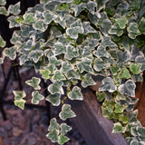 HEDERA HELIX GLACIER