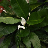 SPATHIPHYLLUM