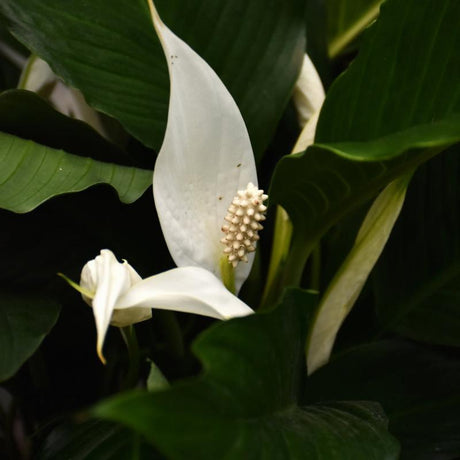 SPATHIPHYLLUM