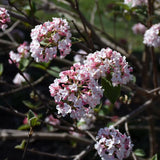 VIBURNUM KOREAN SPICE