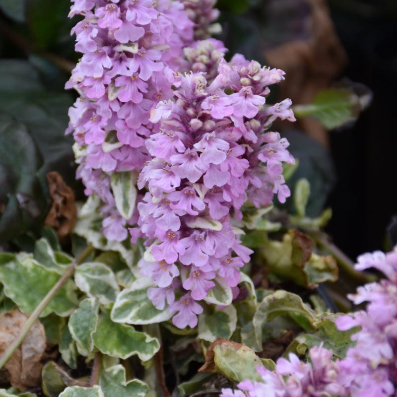 AJUGA PINK LIGHTNING