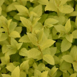 SPIREA DOUBLE PLAY GOLD