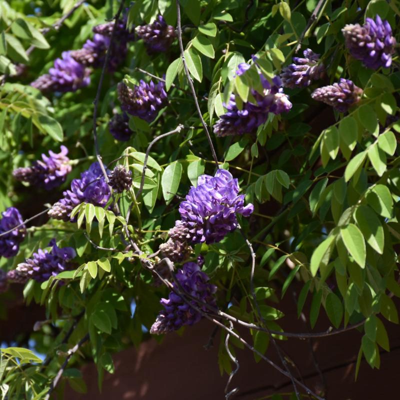 WISTERIA BLUE MOON