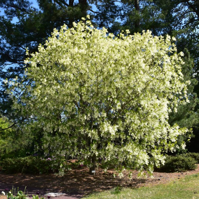 FRINGE TREE