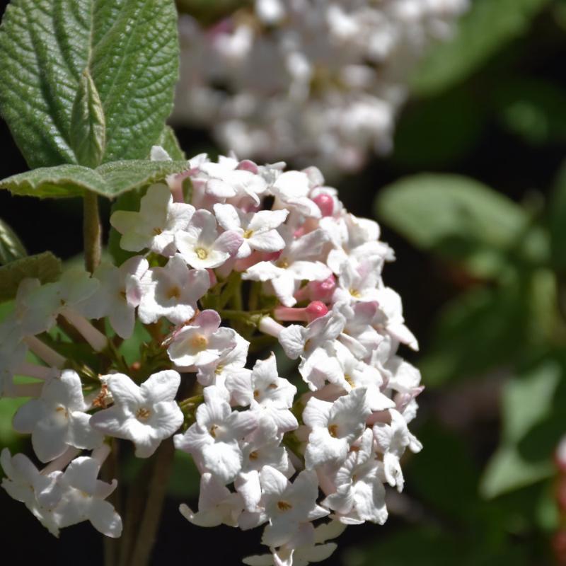 VIBURNUM DIANA