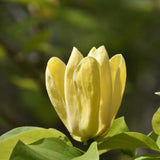 MAGNOLIA YELLOW BIRD