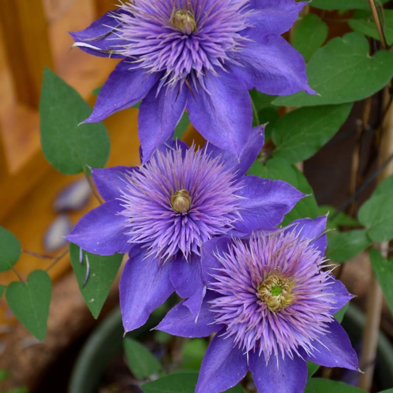 CLEMATIS MULTI BLUE