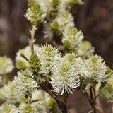 FOTHERGILLA MOUNT AIRY