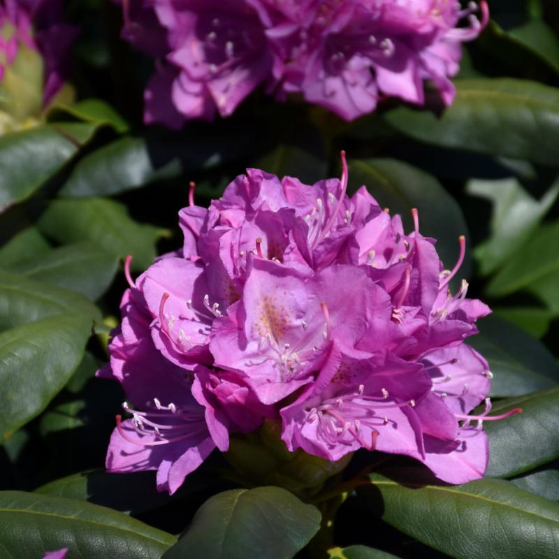 RHODODENDRON ROSEUM ELEGANS