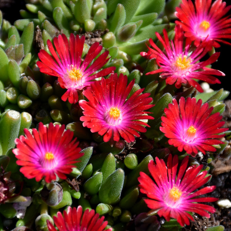 DELOSPERMA GARNET