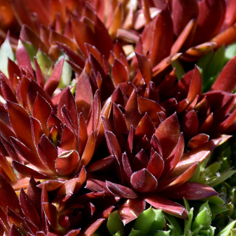 SEMPERVIVUM RED RUBIN