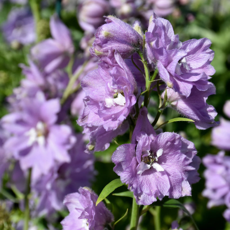 DELPHINIUM CHERRY BLOSSOM