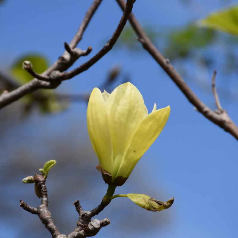 MAGNOLIA BUTTERFLIES