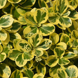 EUONYMUS GOLD SPLASH