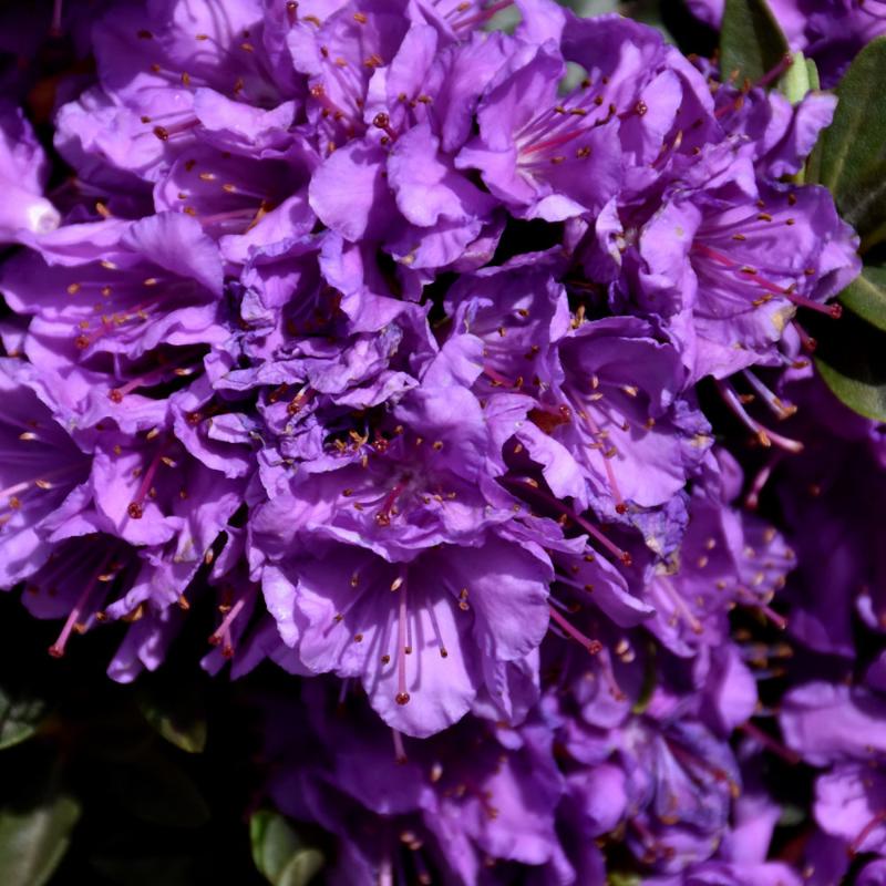 RHODODENDRON PURPLE GEM