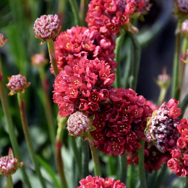 ARMERIA BALLERINA RED