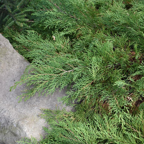 SIBERIAN CYPRESS 'CELTIC PRIDE'