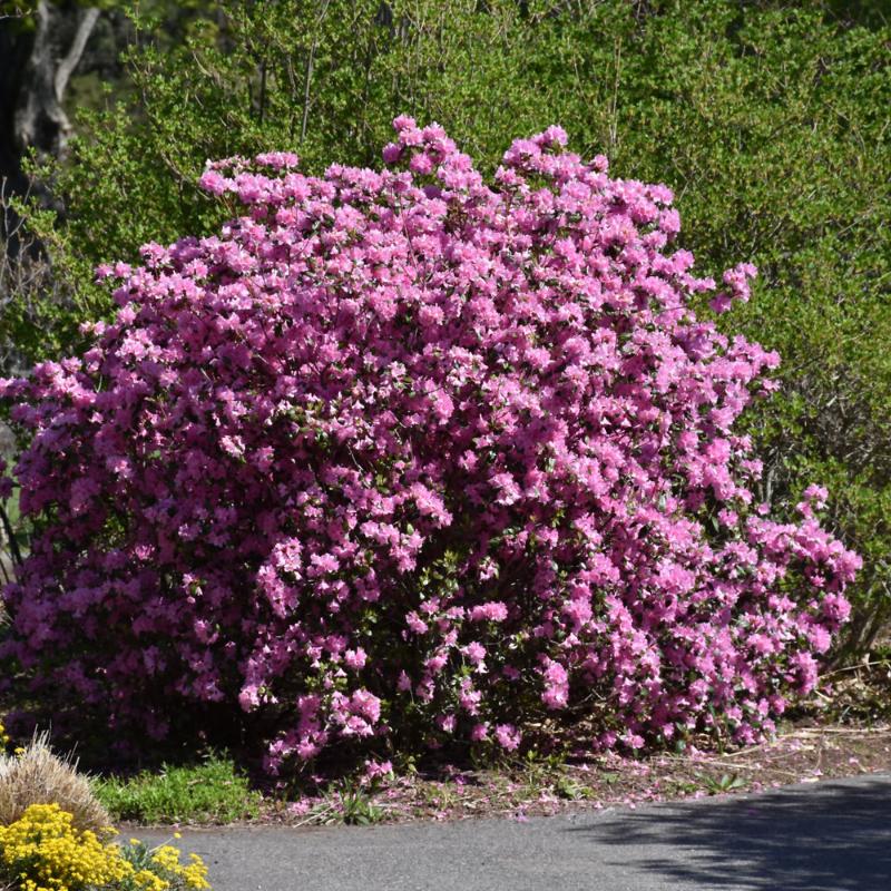 RHODODENDRON PJM ELITE