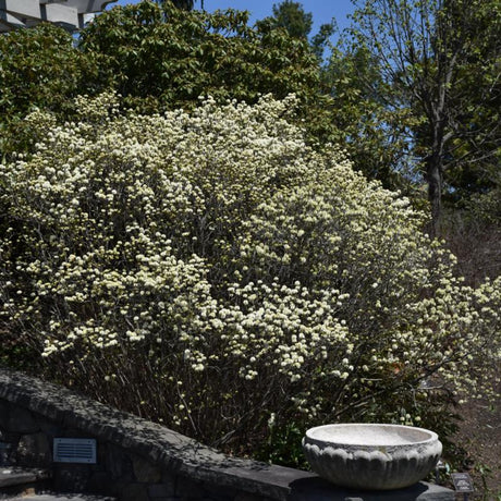 FOTHERGILLA DWARF