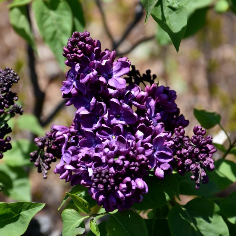 LILAC AGINCOURT BEAUTY