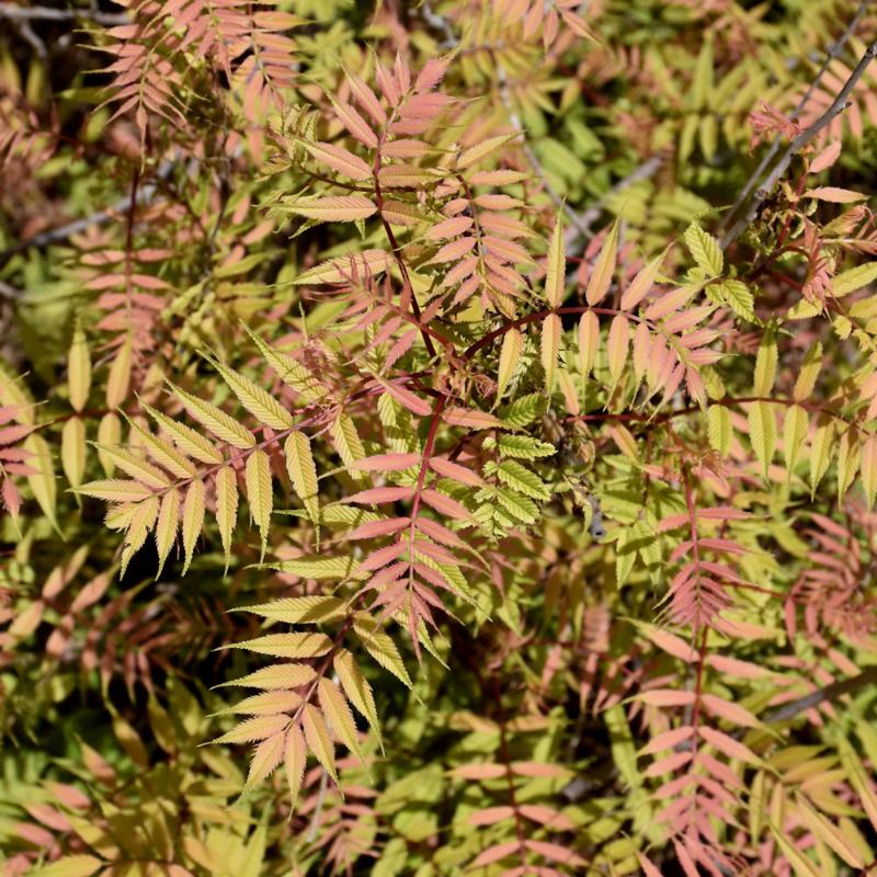 FALSE SPIREA SEMI