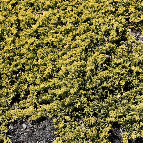 JUNIPER MOTHER LODE