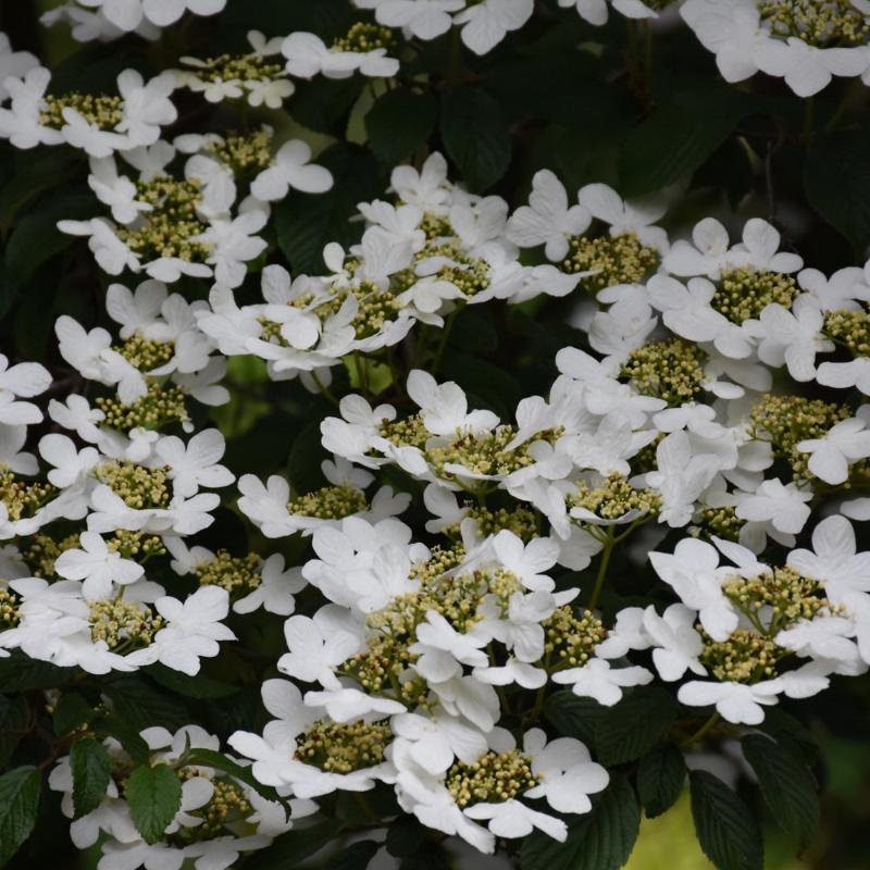 VIBURNUM SUMMER SNOWFLAKE