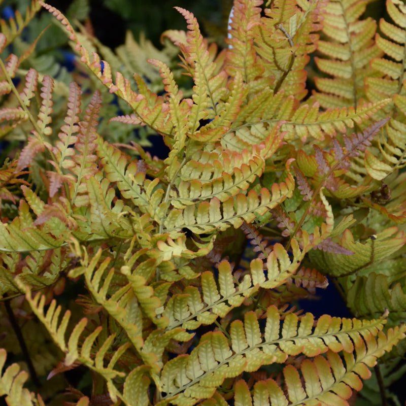 DRYOPTERIS BRILLIANCE